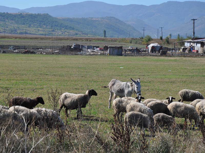 Κτηνοτροφία